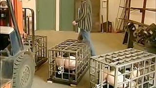 Caged Bondage